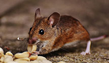 24 Hour & Emergency Exterminators in Windsor, SC
